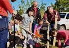Plantación de árboles en espacios destinados a las veredas
