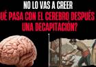 QUÉ PASA CON EL CEREBRO DESPUÉS DE UNA DECAPITACIÓN?