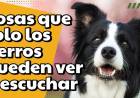 ¡ Cosas que solo los perros pueden ver y escuchar ! - Lo Sabias ?