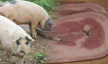 Alerta por dos casos sospechosos de triquinosis en Córdoba