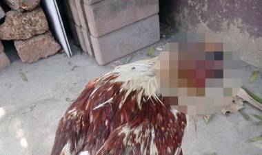 La gallina que sigue viviendo sin cabeza
