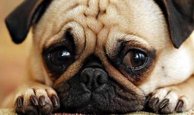 Descubren cuántos años de humano son un año de perro