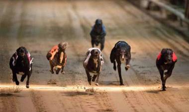  VILLA CONCEPCION DEL TIO   “REALIZABAN CARRERAS DE PERROS GALGOS E INTERVINO LA POLICIA”  