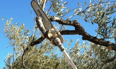 Autorización para la poda, corrección o extracción de árboles