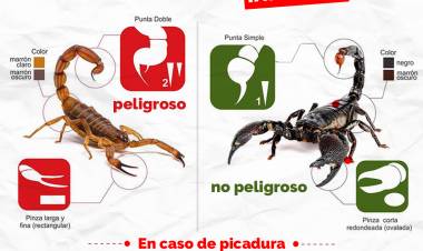 MEDIDAS PREVENTIVAS CONTRA ALACRANES EN PERIODO ESTIVAL