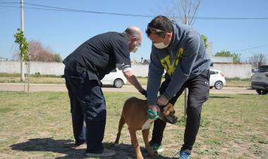 CAMPAÑA DE VACUNACIÓN ANTIRRÁBICA GRATUITA PARA FELINOS Y CANINOS