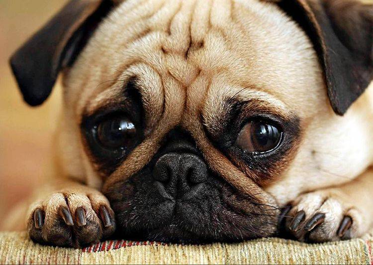 Descubren cuántos años de humano son un año de perro