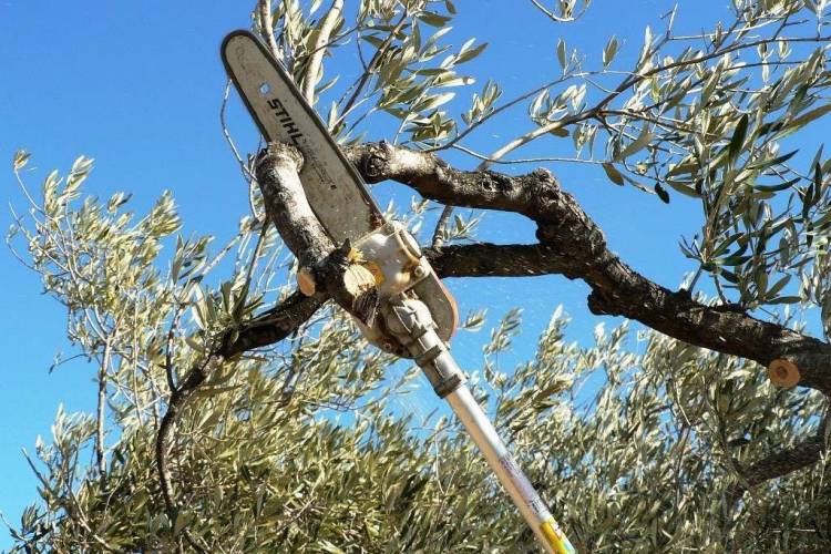 Trámites para la poda de Arbolado Público