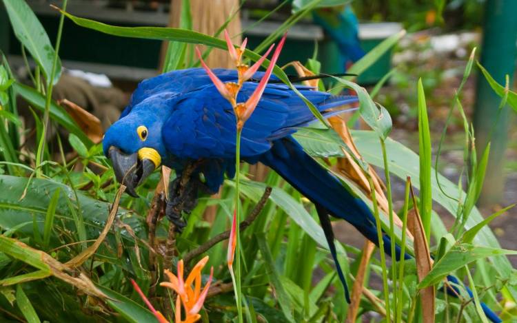 Declaran extinto al guacamayo azul, que inspiró el film Río
