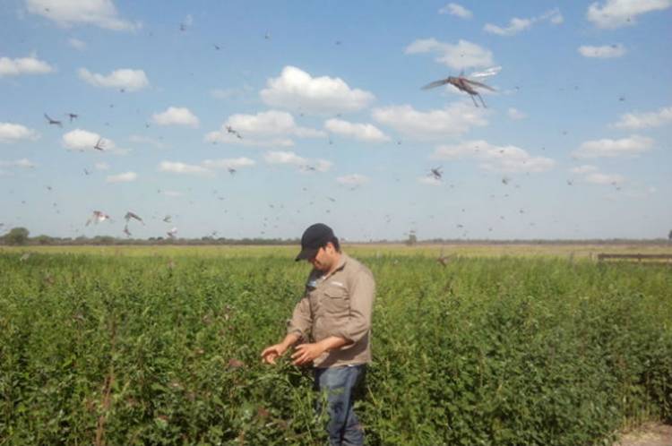 Acciones preventivas por ingreso de langostas en el norte del país