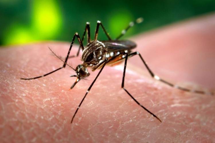 Continúan en aumento los casos de dengue en la provincia