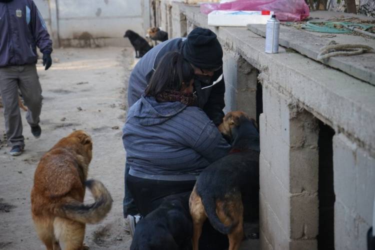 EL MUNICIPIO TRABAJA DE MANERA COMPROMETIDA EN CONCIENTIZAR SOBRE LA TENENCIA RESPONSABLE DE MASCOTAS Y TOMAR A LA PROBLEMÁTICA COMO TEMA SALUD PÚBLICA