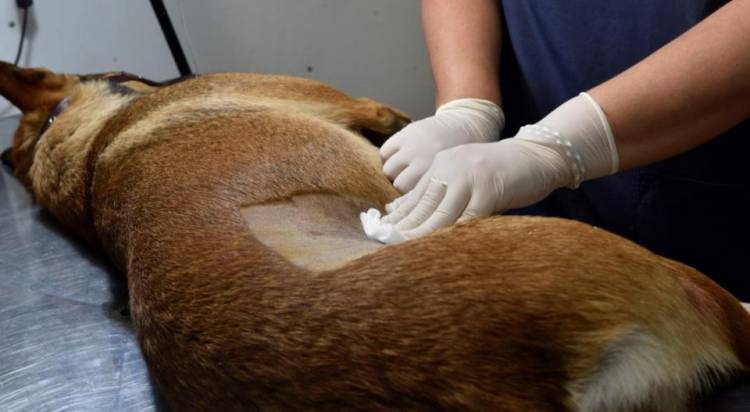 EL INTENDENTE BENEDETTI LLAMARÁ A CONCURSO PARA CUBRIR EL PUESTO DE VETERINARIO EN PLANTA PARA NUESTRO MUNICIPIO